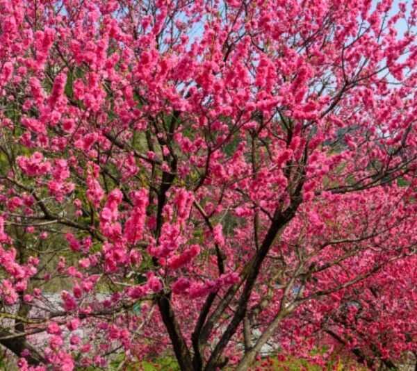 Flowering peach live plant 1